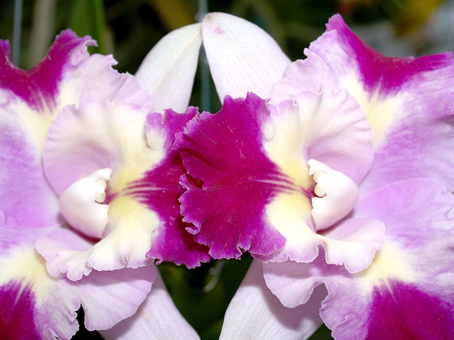 orchid, flower, bright, violet, flora, growth, decoration, bud HD wallpaper