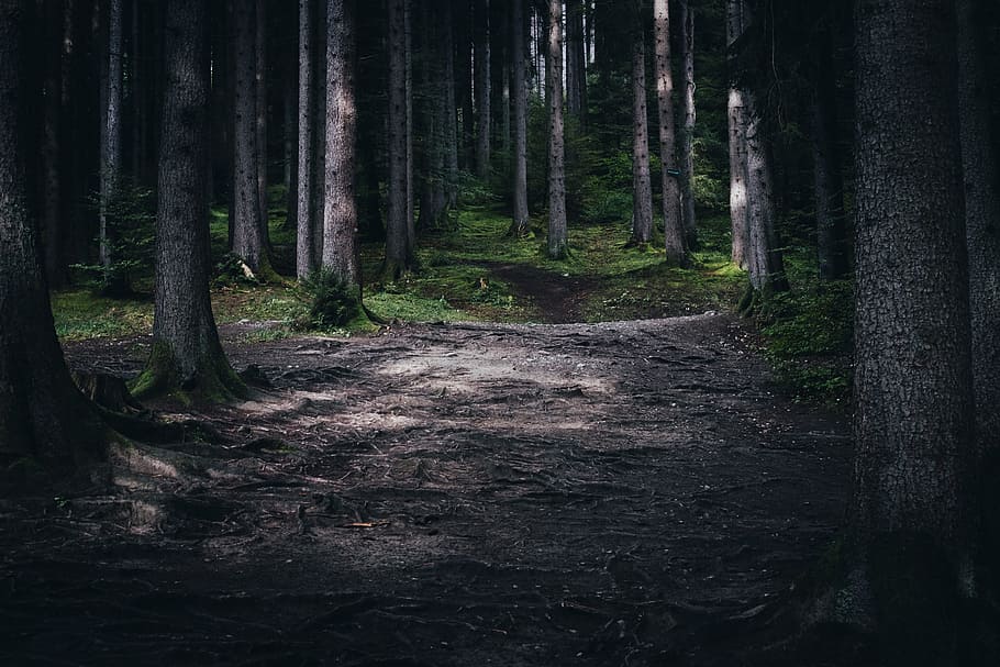 Patches of sunlight on the forest floor covered with a tangle of roots, sun shades passing through trees in the middle of the forest HD wallpaper