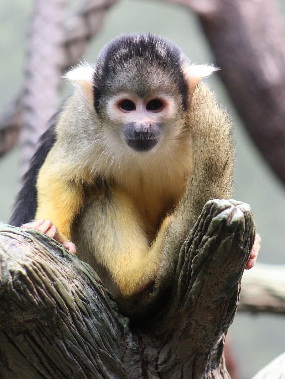 monkey, squirrel monkey, animal, zoo, primate, animal wildlife, HD wallpaper