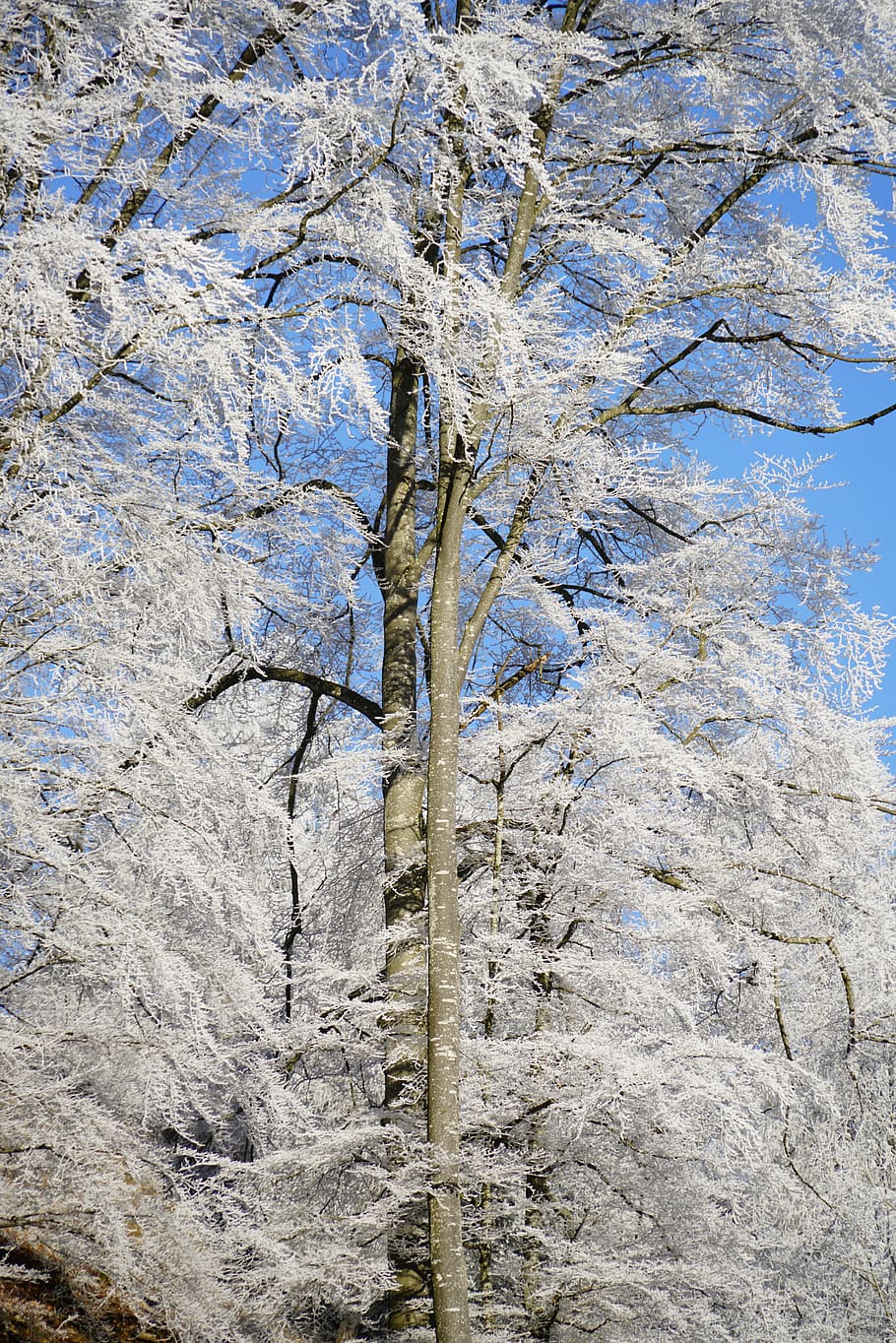 Forest, Hoarfrost, Book, Wintry, Winter, cold, ripe, crystal HD wallpaper