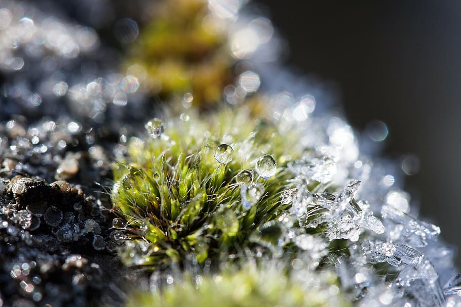 hoarfrost-moss-winter-snow.jpg