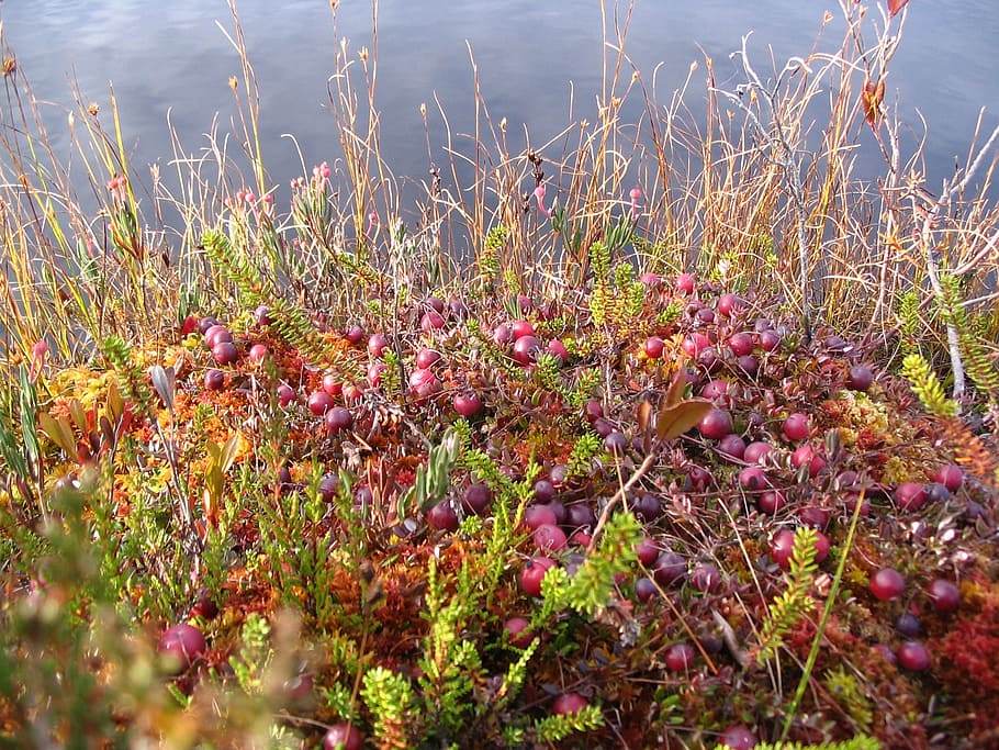 cranberry, autumn, bog, shrubs, bushes, vegetation, plant, growth HD wallpaper