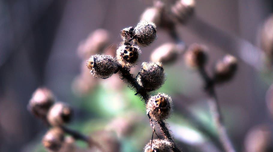 bud, dry, nature, dried, branch, old, vintage, flower, summer HD wallpaper