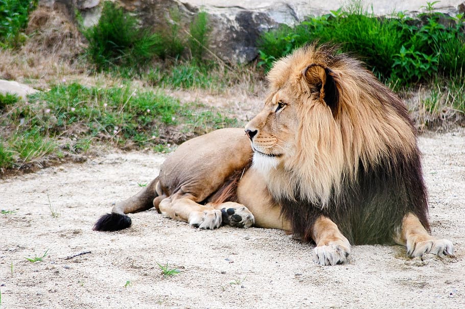 brown and black lion, lying, outdoor, rest, mammal, animal HD wallpaper