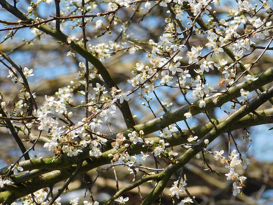 flowers, blooming tree, branches, springtime, plant, flowering plant HD wallpaper