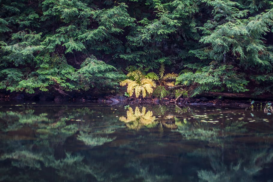green, plants, trees, forest, water, reflection, lake, growth HD wallpaper