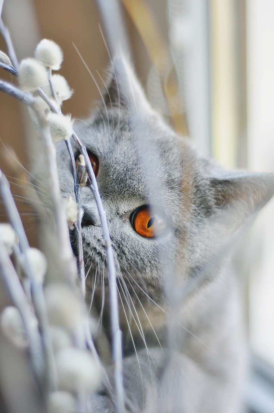 cat, british shorthair cat, pet, feline, amber eyes, grey fur, HD wallpaper