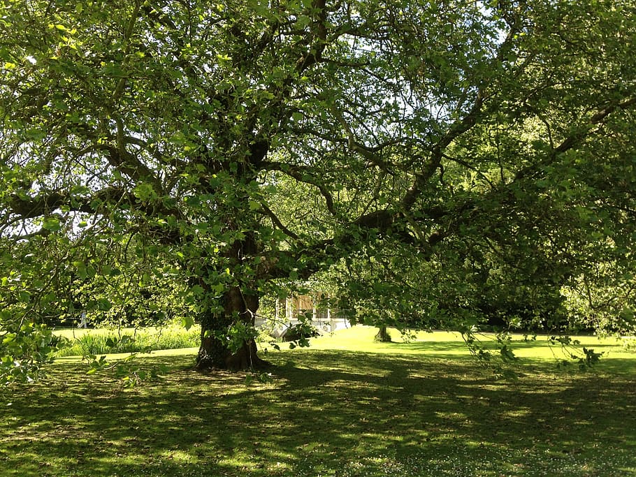 trees, greenery, flora, plants, parks, gardens, gardening, large HD wallpaper