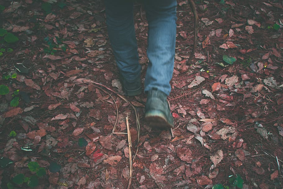 person in denim jeans walking on brown leaves, person wearing blue jeans and black leather shoes walking on ground with dry leaves, HD wallpaper