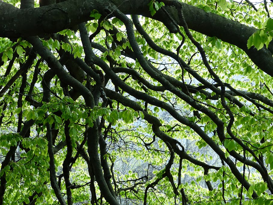 Aesthetic, Branches, Beech, Tree, Tree, Canopy, green, shades of green HD wallpaper