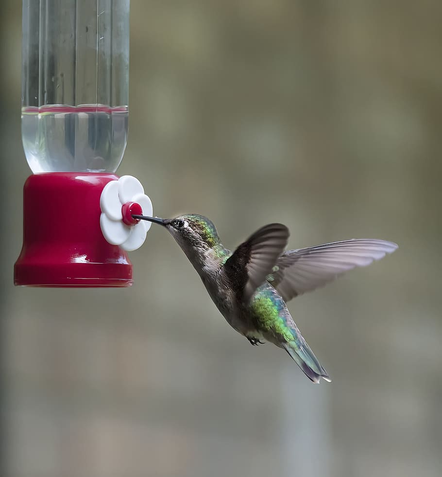 green and gray hummingbird sipping water during daytime, wing HD wallpaper