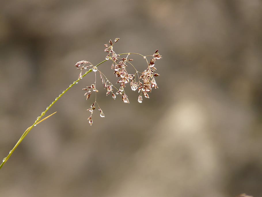 Grass, Plant, Dew, Dewdrop, Nature, Drip, close-up, focus on foreground HD wallpaper