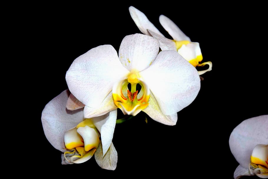 Orchid, White, Beauty, flower, petal, black background, freshness HD wallpaper