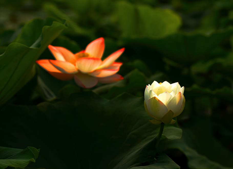 Lotus, Flower, Works, growth, petal, nature, plant, beauty in nature HD wallpaper