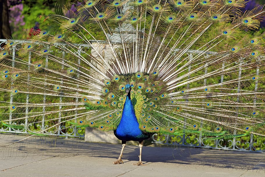 peacock, dashing, bird, park, colored, blue, tail, large, gorgeous HD wallpaper