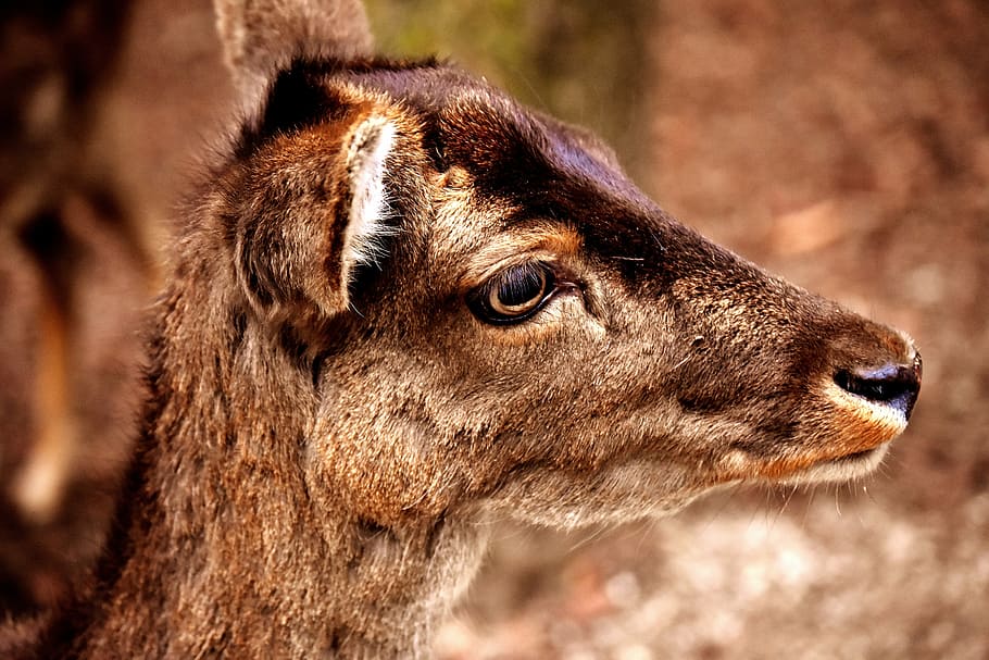 closeup photo of deer, roe deer, animal, forest, wild, nature HD wallpaper