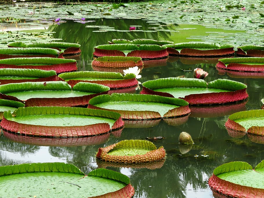 green plants on body of water during daytime, Lotus Leaf, Lilly HD wallpaper