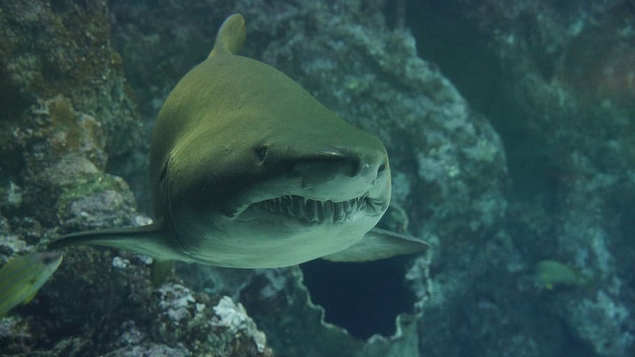 gray shark underwater, teeth, sea, predator, jaw, animal, nature HD wallpaper