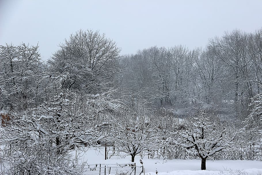 Winter, Snow, Wintry, Cold, White, Trees, landscape, snowy HD wallpaper