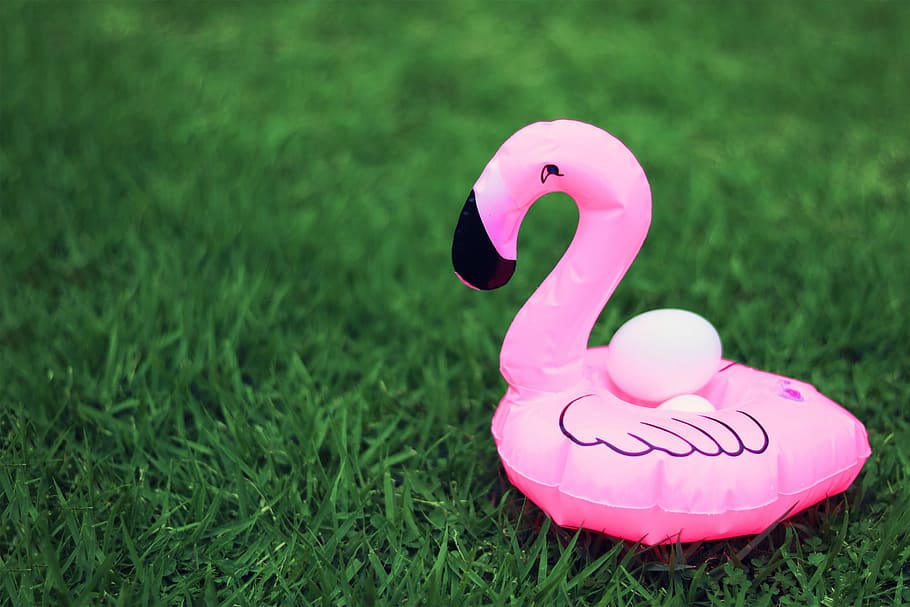 pink inflatable flamingo on green grass field, pink Color, outdoors HD wallpaper