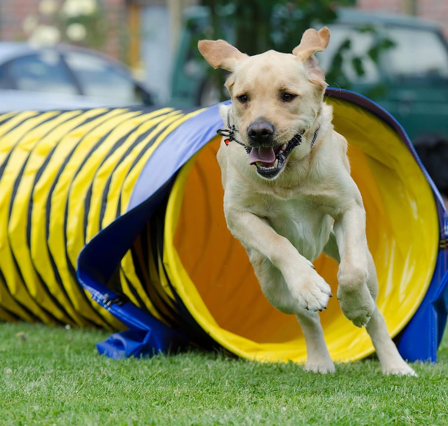 dog running towards the camera, labrador, tunnel, agility, hell HD wallpaper