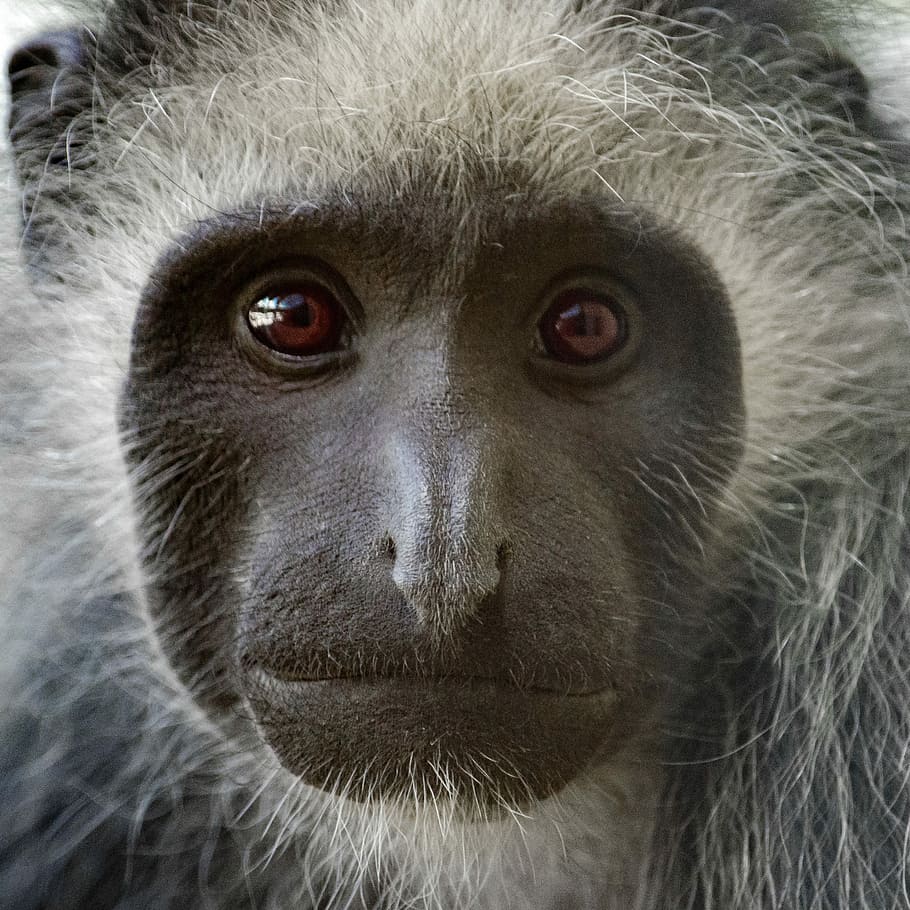 bears colobus monkey, primate, animal world, mammal, cute, portrait HD wallpaper