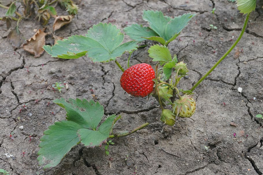 strawberry, strawberry bush, leaf, growth, plant part, food, HD wallpaper