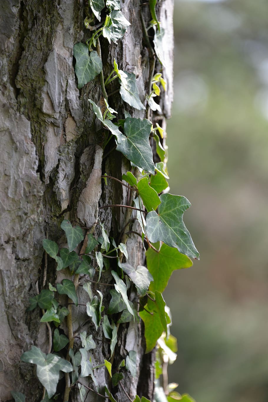Ivy, Tree, Tree, Creeper, Log, Maple, Bark, nature, old, tribe HD wallpaper