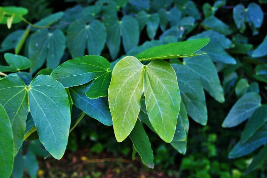 camel's foot, tree, leaf, green, shape, plant part, green color HD wallpaper