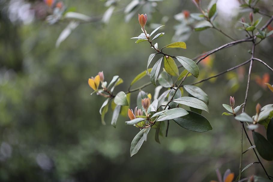 greenery, spring, flag, plant, nature, grow, outdoor, life HD wallpaper