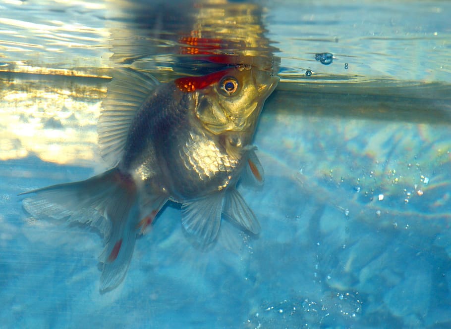silver fish under water, ryukin, goldfish, white, aquarium HD wallpaper
