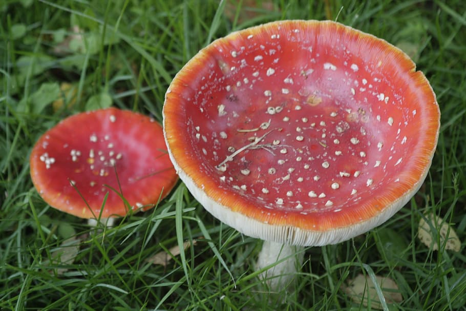 Fly Agaric, Mushrooms, red, fungus, nature, autumn, forest HD wallpaper