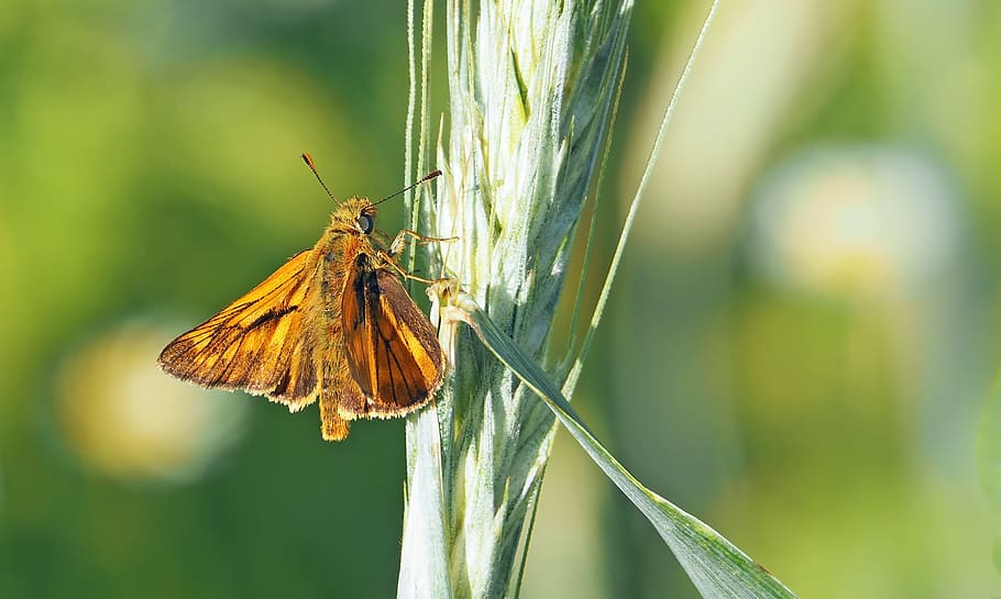 skipper, butterfly, insect, macro, nature, wing, flora, fauna HD wallpaper