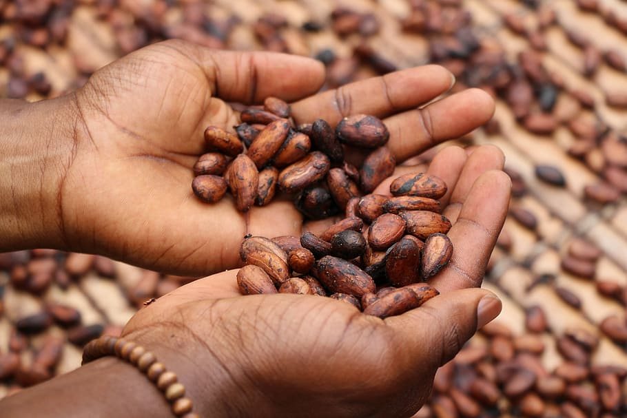 person holding brown and black seeds, person holding brown beans, HD wallpaper