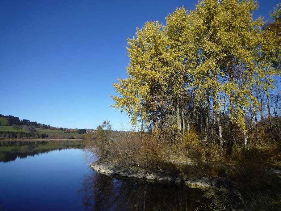 autumn, birch, fall foliage, tree, sky, blue, forest, beautiful HD wallpaper