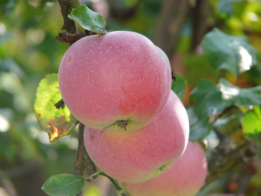 Garden, Apples, Fruit, food and drink, growth, close-up, outdoors HD wallpaper