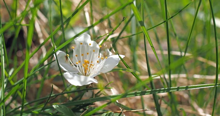 plant, nature, live, flower, beauty in nature, flowering plant HD wallpaper