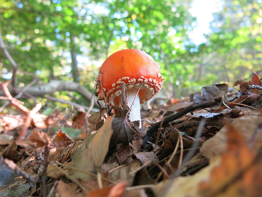 buzzer, orange, blushes, fly agaric, amanita muscaria, toxic HD wallpaper
