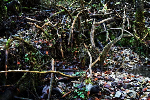 environment, nature, damage, forest, storm, tangle, wood, tree trunks HD wallpaper