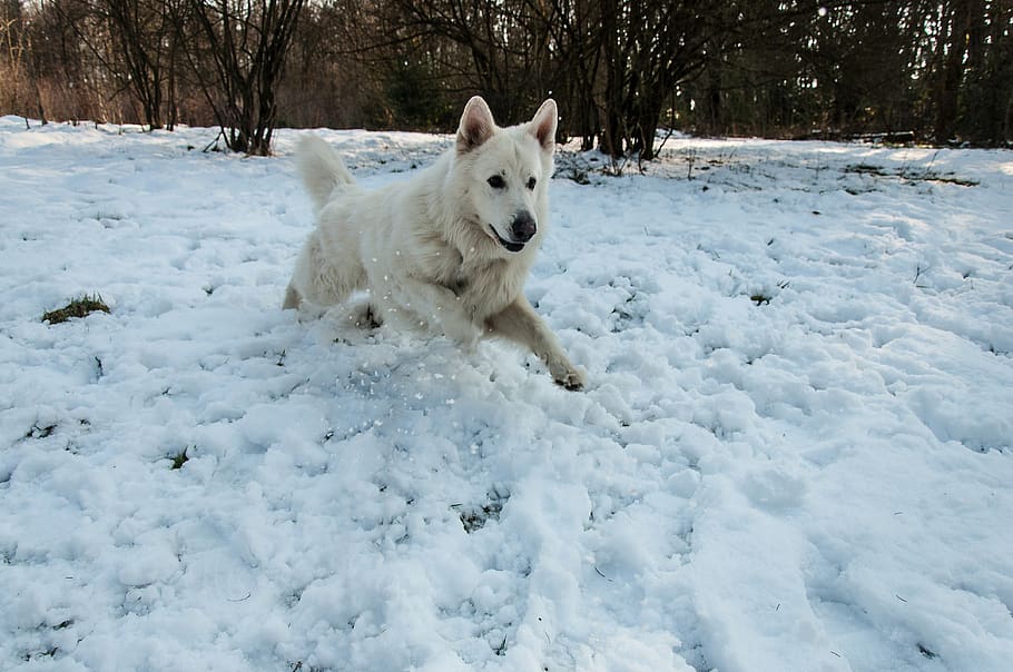 snow, winter, cold, frosty, one animal, cold temperature, canine HD wallpaper