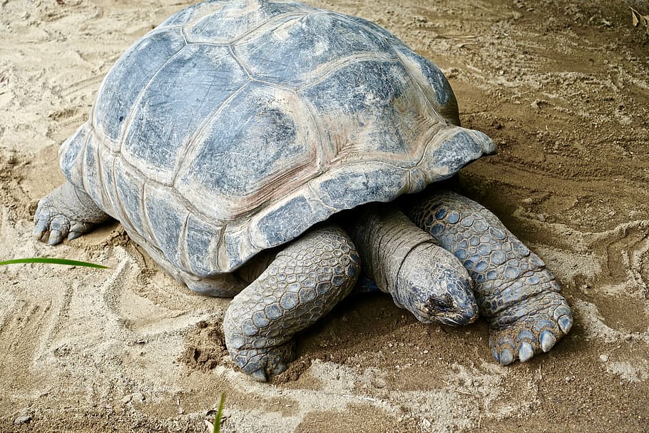 tortoise, shell, giant, large, endangered, grass, eating, land HD wallpaper
