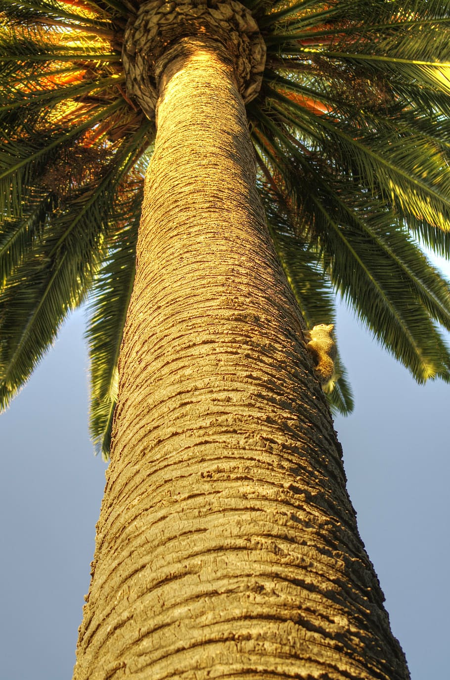 palm, squirrel, nature, california, rodent, tree, animal, trunk HD wallpaper
