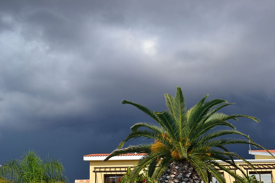 thunderstorm, palma, cloud, sky, grey sky, stormy sky, palm Tree, HD wallpaper