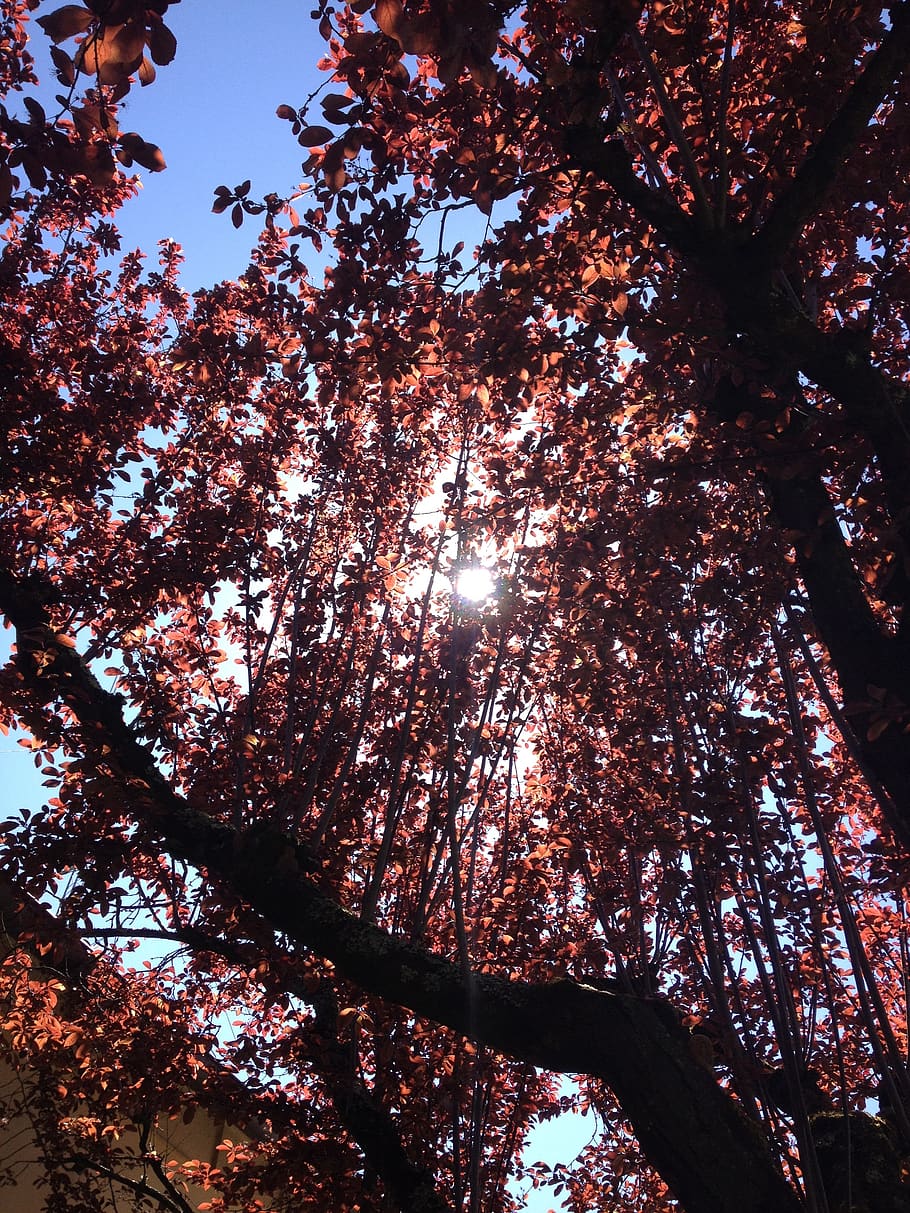 sun, tree, light, sun's rays, red leaf, nature, low angle view HD wallpaper