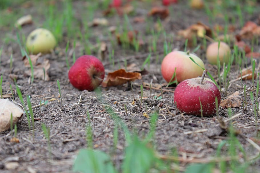 Windfall, Apple, Compost, red, nature, food, autumn, fruit HD wallpaper