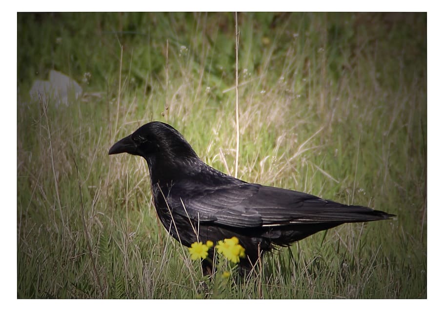 Raven, Black, Black, Bird, Corvidae, Animal, one animal, animal themes HD wallpaper