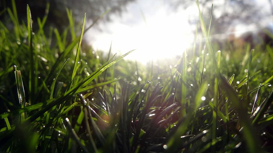 grass, nature, flora, growth, summer, color, desktop, closeup HD wallpaper