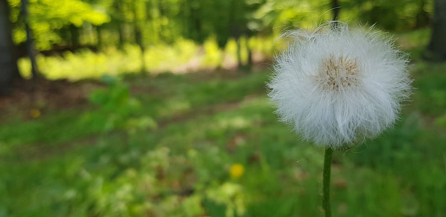 grass, forest, sun, nature, green, tree, summer, spring, natural HD wallpaper