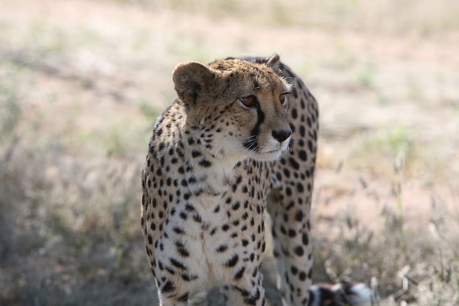 white and black Adult Cheetah, namibia, safari, wild, hunter HD wallpaper