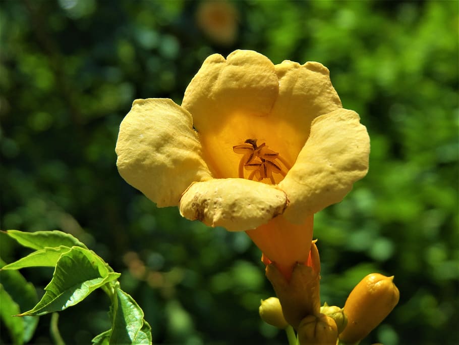 Flower, Trumpet Vine, Yellow, Green, wild, nature, plant, close-up